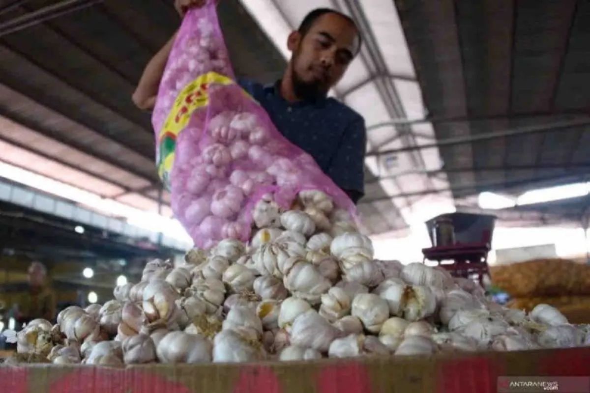 Zulhas: 17 Provinces Begin Garlic Planting for Self-Sufficiency