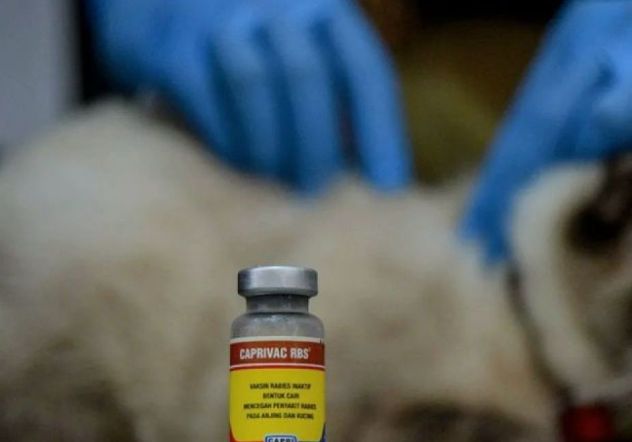 Dompu Receives 3,000 Rabies Vaccine Doses from Central Government