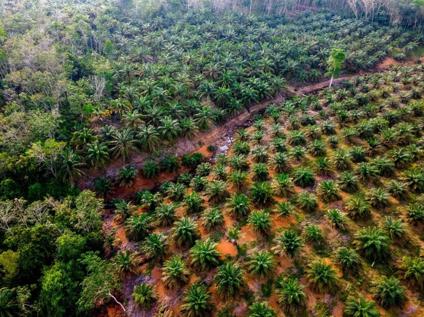 Encouraging Acceleration of the Smallholder Palm Oil Replanting Programme