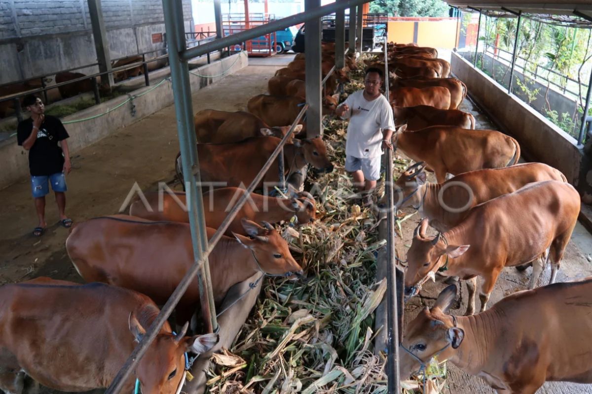 UGM expert: Importance of resilient livestock systems in facing climate change