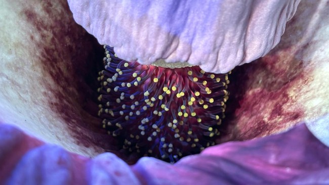 World Envious! These Rare Plants and Animals Only Exist in Indonesia