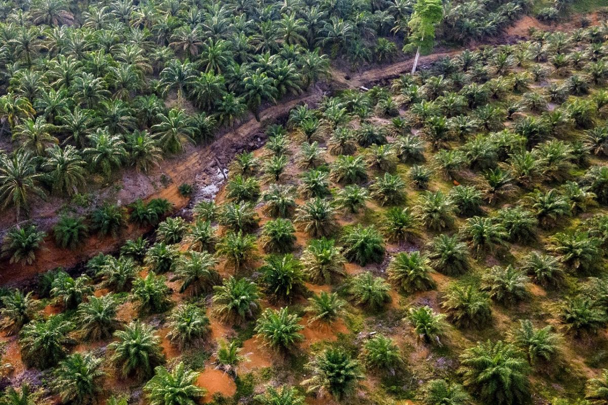 IPB palm oil study centre stresses need to accelerate smallholder replanting programme