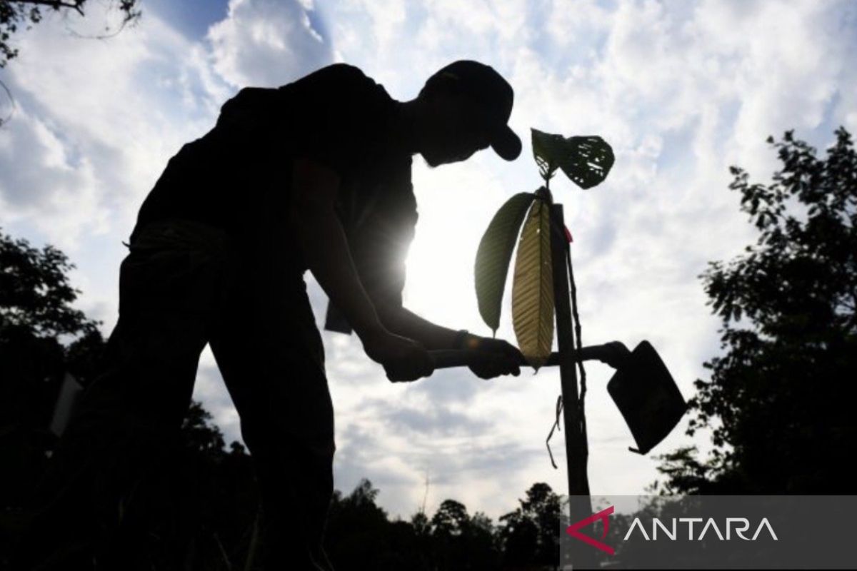 Nusantara plants more than 2,000 trees, sets national record
