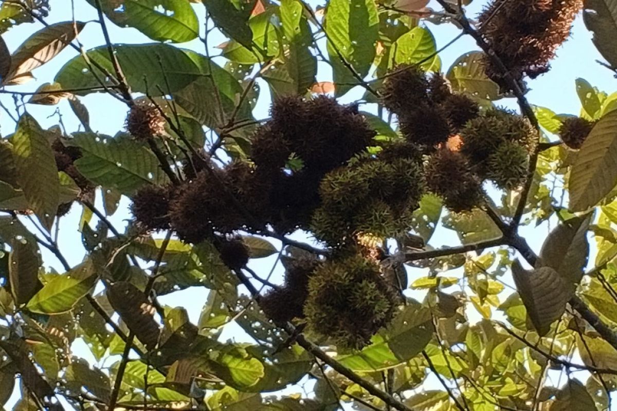 Bangka Botanical Garden, BRIN study endangered forest rambutan