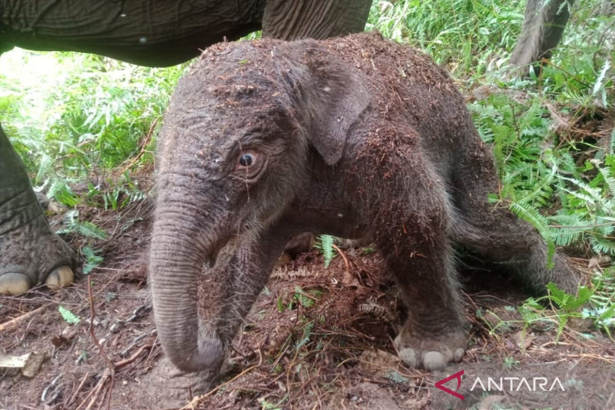 Three Sumatran elephant deaths raise conservation concerns in Aceh