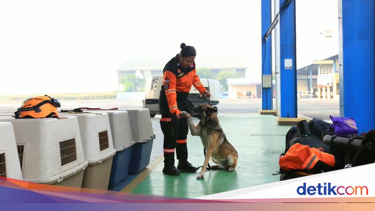 10 Search and Rescue Dogs Arrive in Flores, Focused on Finding Earthquake Victims