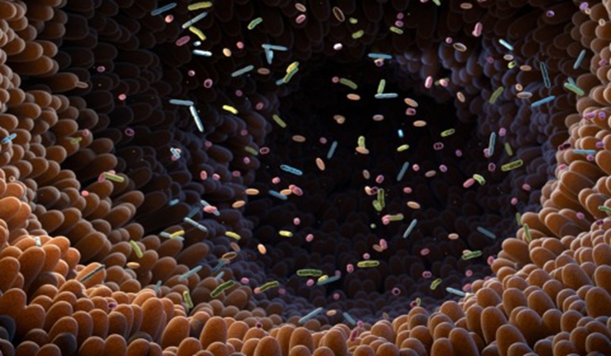 Understanding Bacteriophages: Gut Viruses That Target Bacteria