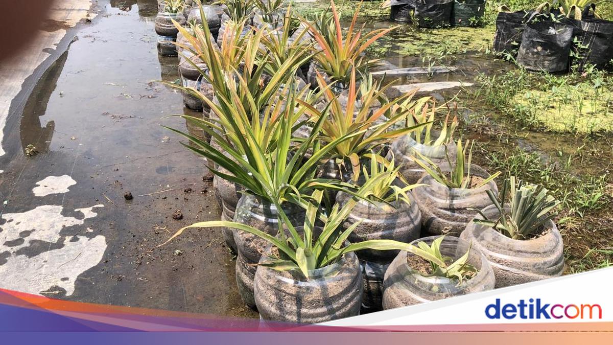 Sleman Farmer Shares Tips for Growing Jumbo Pineapples Using Used Water Gallons