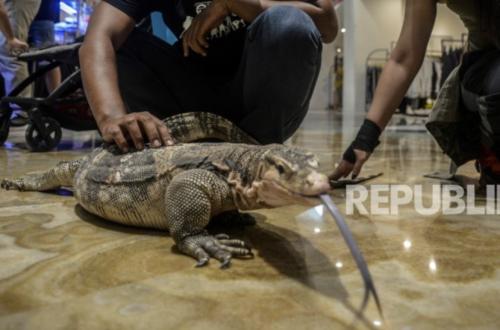 Eight Monitor Lizards Hidden in Suitcase, South Korean Foreign National Arrested at Airport