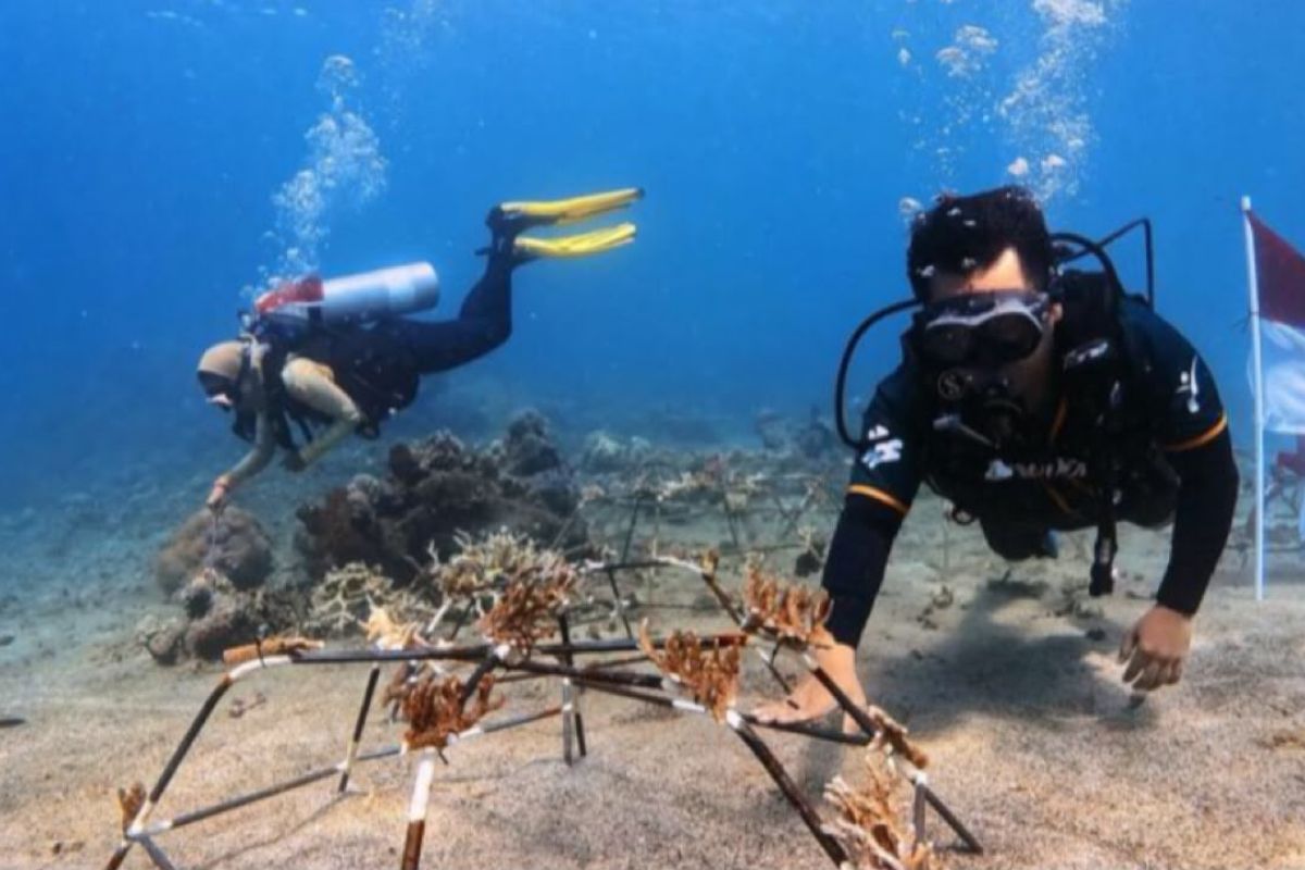 Auriga transplants coral reefs in Central Halmahera to mark Independence Day