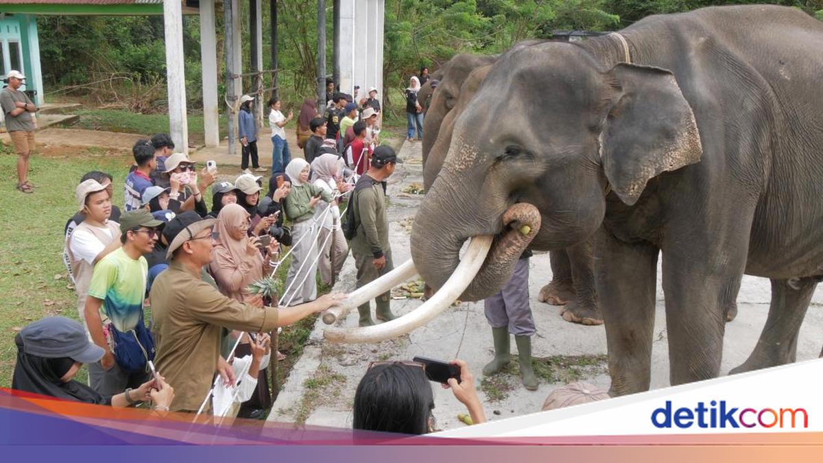 Elephant Population in Bengkulu Under Threat, Only 25-30 Remain