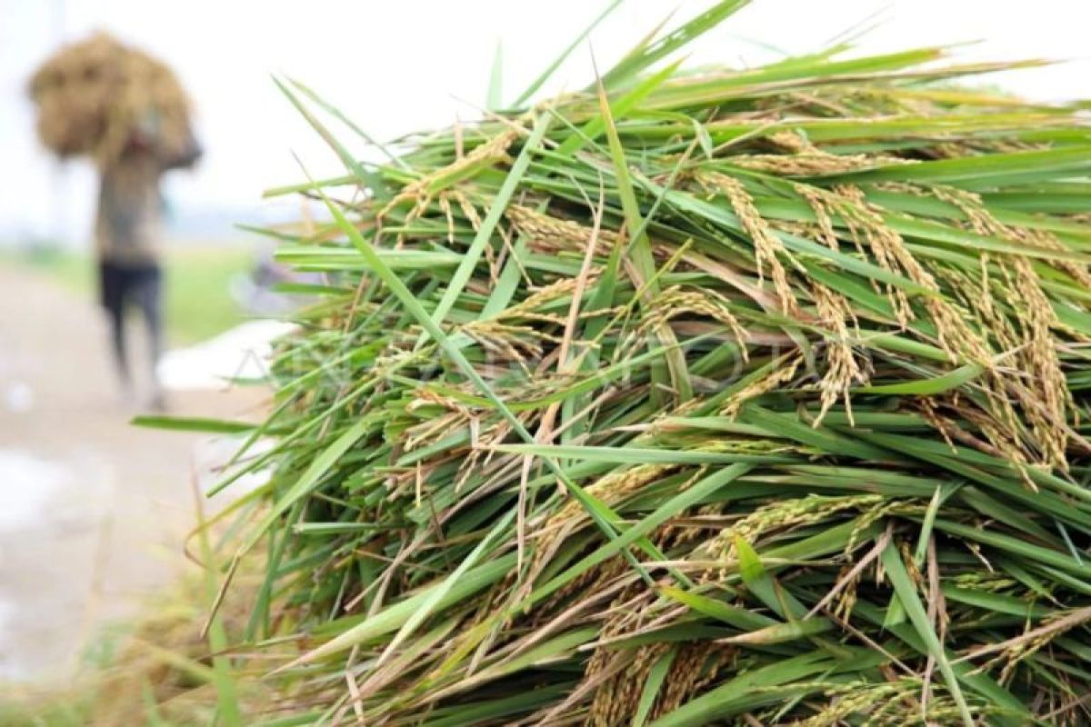 Bulog North Sumatra increases grain absorption as harvest season begins
