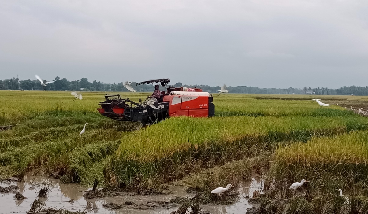 Rice Production in Pidie, Aceh Declines Due to Brown Planthopper Infestation