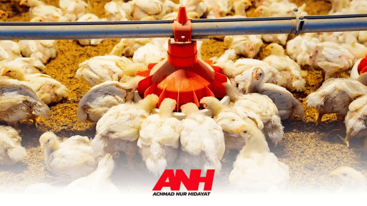 McDonald's Indonesia Relies on Local Raw Materials for Chicken Supply