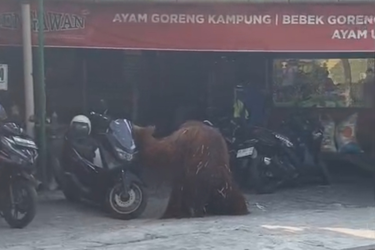 Orangutan Didi Escapes from Solo Safari Enclosure, Wanders into Village and Knocks Over Motorcycles