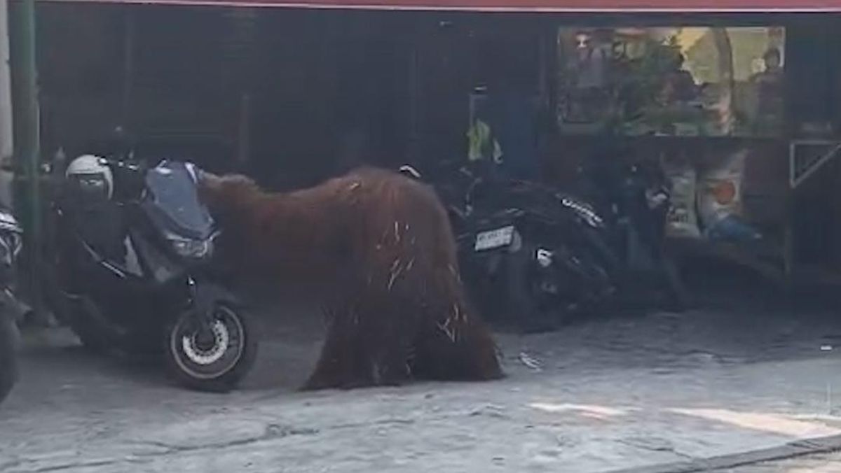 Moment Orangutan Escapes from Solo Safari, Stops by a Restaurant