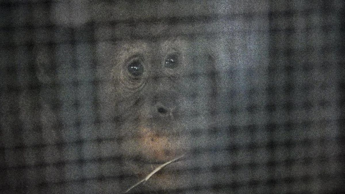 Chronology of Orangutan Escaping from Solo Safari, Entering a Restaurant