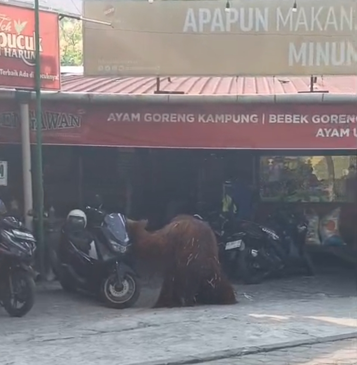 Large Orangutan Escapes Enclosure at Solo Safari, Wanders into Bengawan Soft-Bone Chicken Eatery
