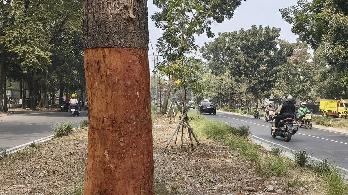 Trees in Bandung Stripped and Injected with Battery Acid, Perpetrators Found