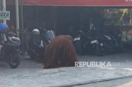 Orangutan escapes from Solo Safari, causing commotion among residents