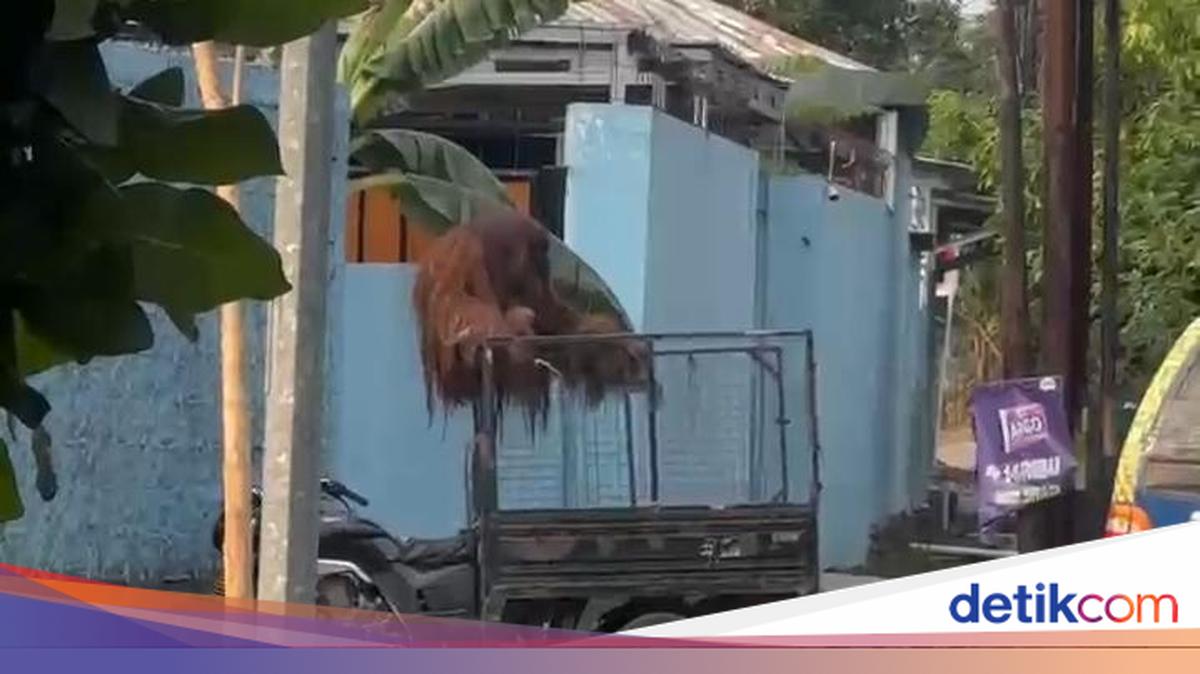 Escaped to the Main Road, Solo Safari Orangutan Removed Its Own Electric Security