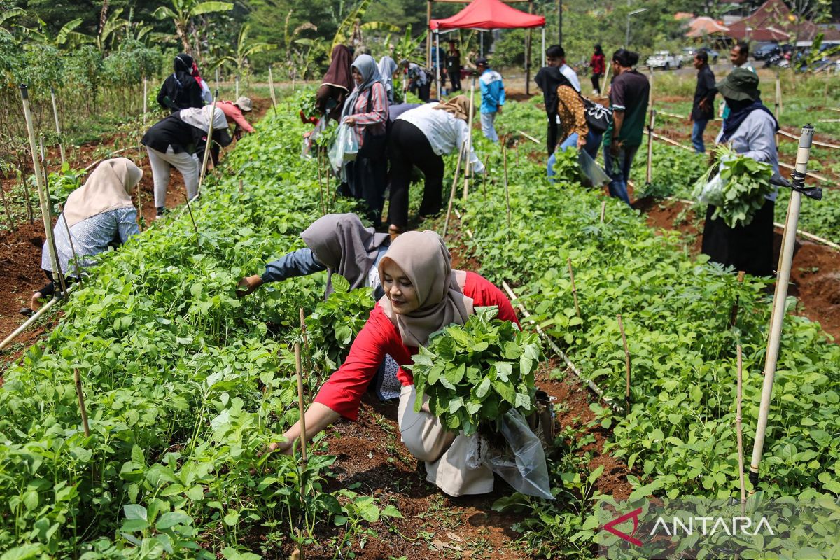 Harvesting spinach grown with cow manure fertiliser, Semarang's smart organic garden offers a new eco-friendly farming approach