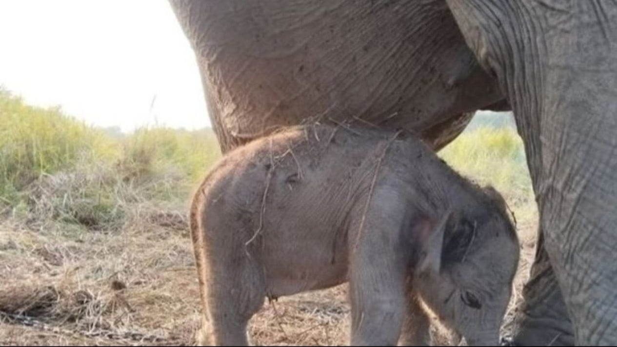 Sumatran Elephant Calf Born on Indonesia's 81st Independence Day, BKSDA Calls It a Gift from Nature