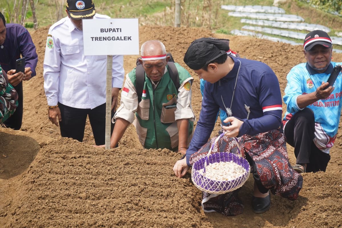 Trenggalek develops garlic cultivation to support food self-sufficiency