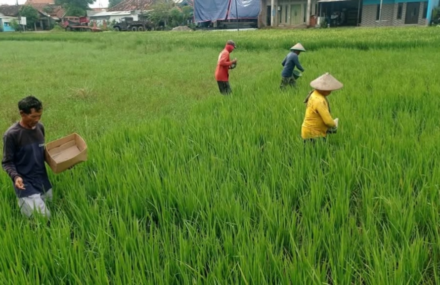 Pekalongan Prepares Biosaline Rice Seed Centre to Tackle Rob Impact on Central Java's North Coast