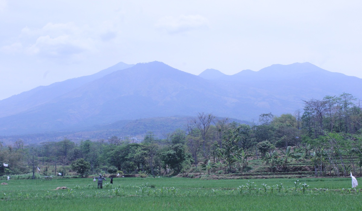 Fire Hotspots Emerge in Tahura, Mount Arjuno-Welirang Climbing Reportedly Closed