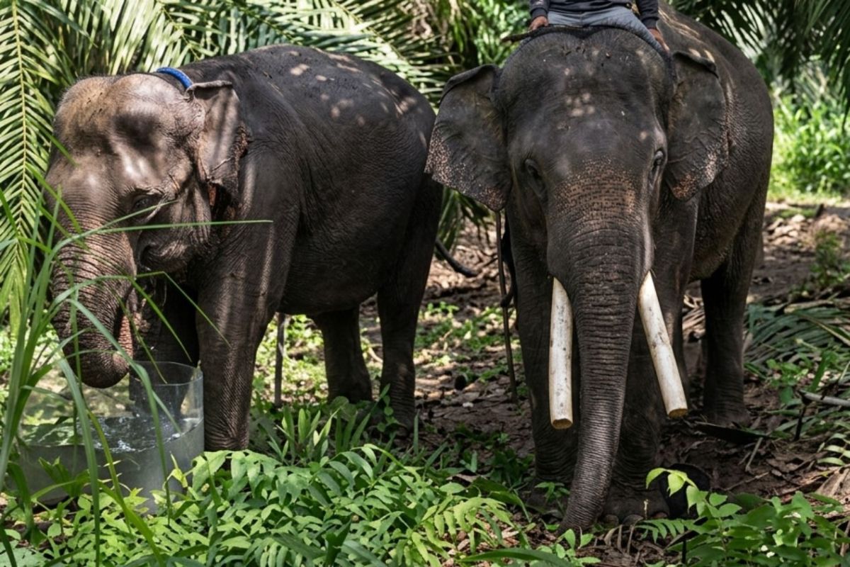 Translocated elephants Deo and Sinta in excellent condition at Tabang Zoo