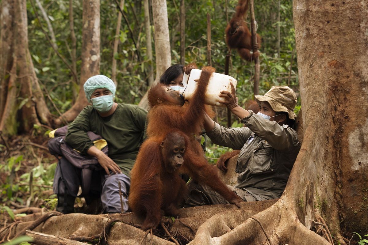 BOS Foundation cares for over 300 orangutans at two rehabilitation centres