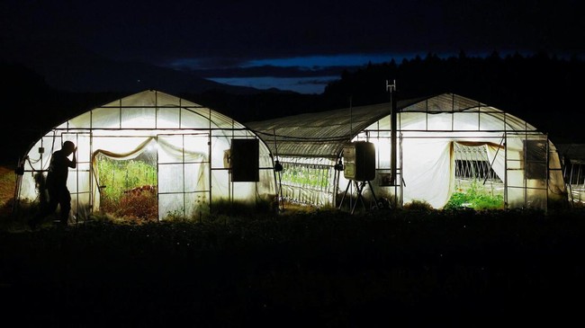 Japan Scorched by Extreme Heat, Farmers Now Work at Midnight