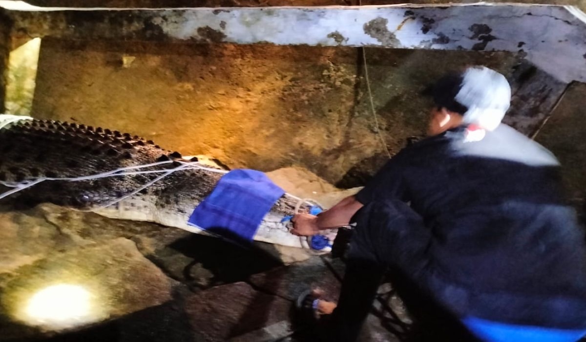 Three-Metre Crocodile Evacuated from Cihara Tourist Site