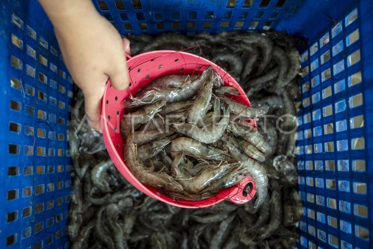 KKP urges industry to absorb domestic vannamei shrimp production