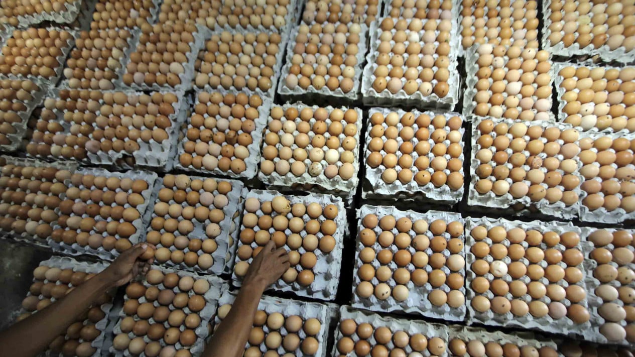 Rice, Egg and Chicken Meat Prices Fall in Tandem, Check the Full List