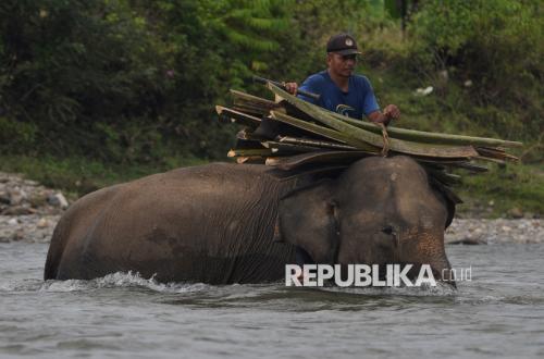 The Sumatran Elephant's Forest Pharmacy