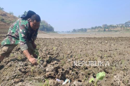 As Saguling Reservoir Dries Up, It Turns Into Farmland