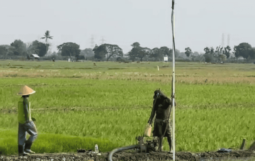 1,354 Hectares of Rice Fields in Bekasi Regency Threatened by Drought