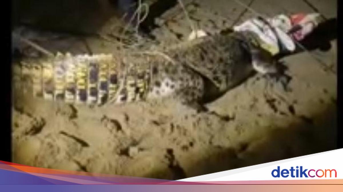 Lebak BPBD Evacuates Saltwater Crocodile from Pasir Putih Beach Area