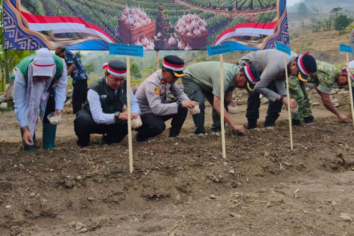 Majalengka Regency Government trials local garlic variety development
