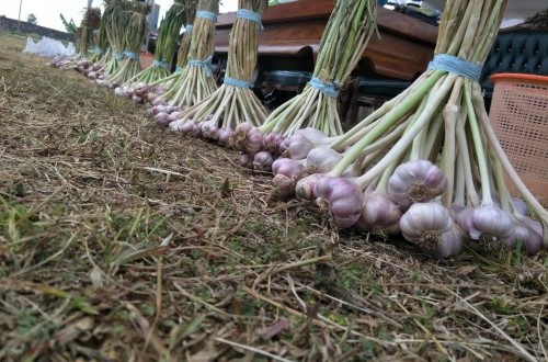Majalengka Accelerates Garlic Self-Sufficiency, Ministry of Agriculture Demonstration Plots Built in Two Locations