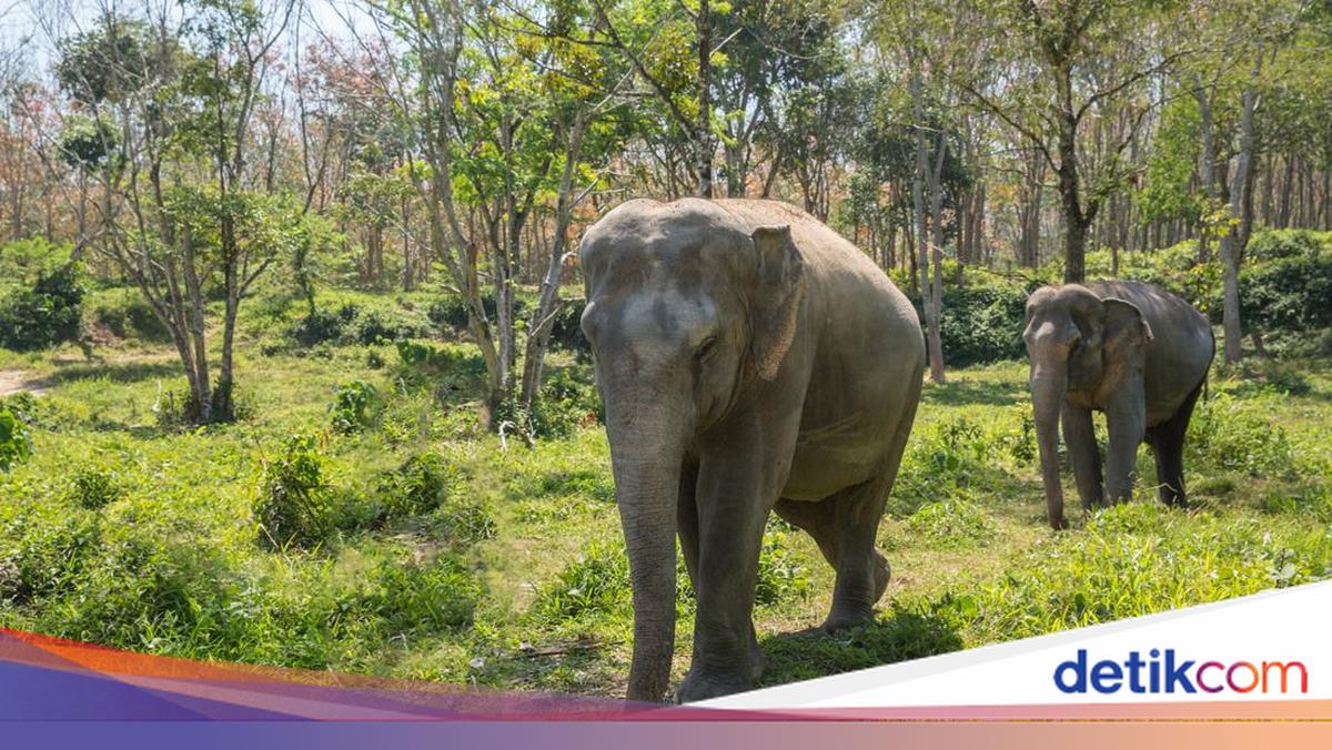 Reasons Behind Relocation of Two Gembira Loka Elephants to Tabang Zoo, East Kalimantan