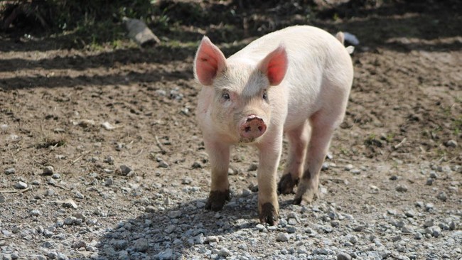 Pig Industry 'Money Laundering Empire' Worth Rp 100 Billion Uncovered