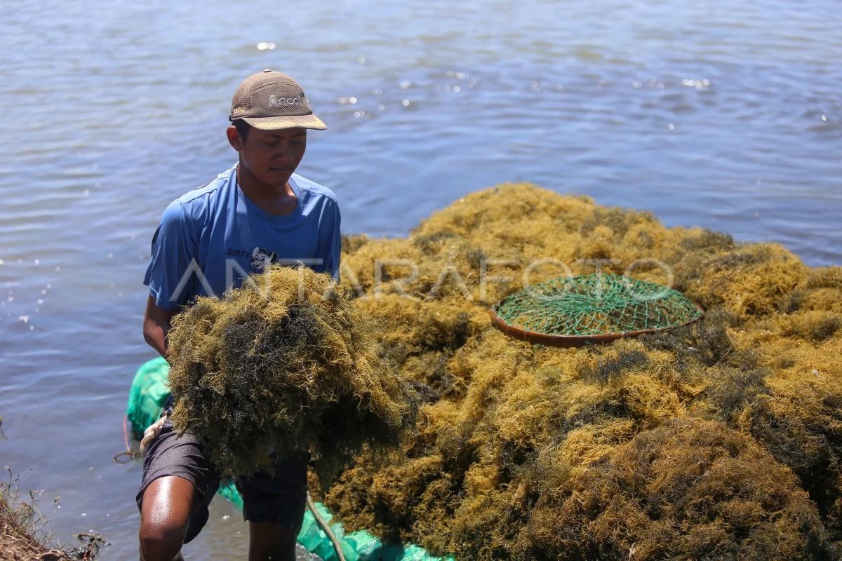 KKP: Indonesian seaweed and agar-agar exempt from additional US tariffs