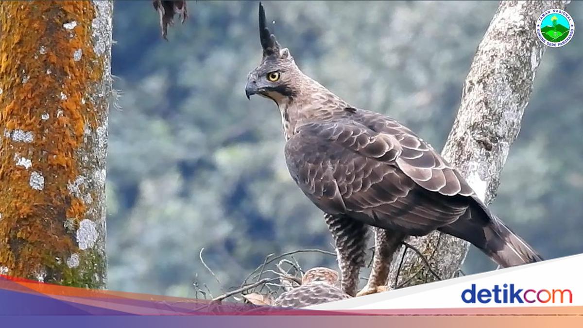 Javan Hawk-Eagle Sightings in Bali Spur Research and Conservation