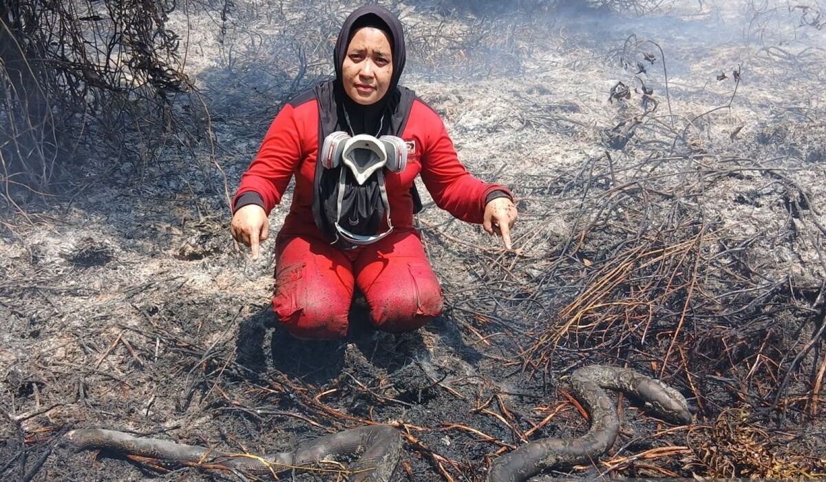 West Kalimantan Forest Fires Threaten Wildlife, Pangolin and Snakes Found Dead
