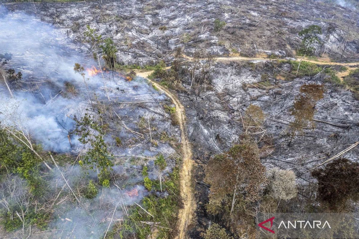 Police arrest several suspects in Central Kalimantan forest and land fires