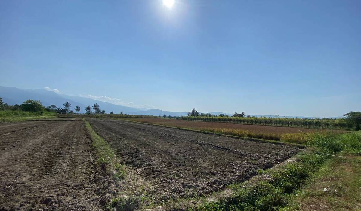 Prolonged Drought Threatens 1,400 Hectares of Farmland in Parigi Moutong with Crop Failure