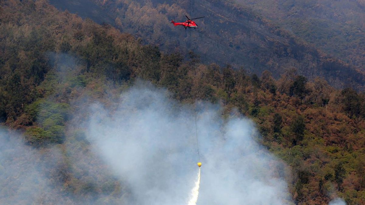 BPBD: Forest and Land Fires on Mount Arjuno-Welirang Successfully Extinguished